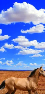 Majestic horse in a field under a bright blue sky with clouds.