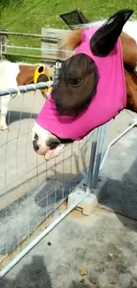 Horse wearing pink hood near fence, outdoor setting.