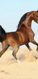 Elegant brown horse galloping in the desert sand against a blue sky.