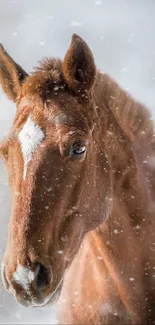 Majestic brown horse standing in snowy winter landscape.