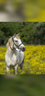 Horse Plant Flower Live Wallpaper