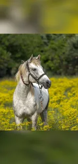 Horse Plant Flower Live Wallpaper