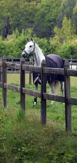 White horse standing in a green pasture with wooden fence.