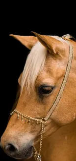 Horse Working Animal Liver Live Wallpaper