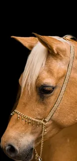 Horse Working Animal Liver Live Wallpaper