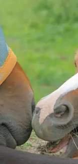 Close-up of two horses grazing serenely in a green pasture.