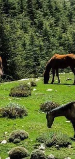 Wild horses grazing in a lush green meadow bordered by dense forest.