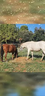 Two horses grazing in a sunny meadow with a backdrop of trees.