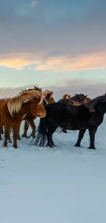 Wild horses on snowy ground under a pastel sunset sky.