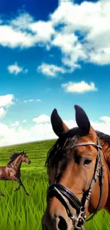 Majestic horses grazing in a vibrant green field with a blue sky and clouds.