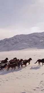 Wild horses running across snow-covered mountains.