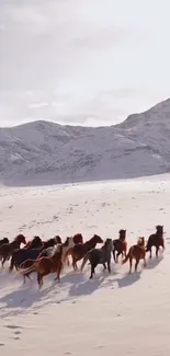 Herd of horses galloping in a snowy mountain landscape.