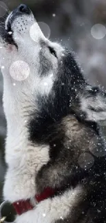 Majestic husky howling in snowy landscape.