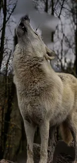 Majestic wolf howling in a serene forest landscape wallpaper.