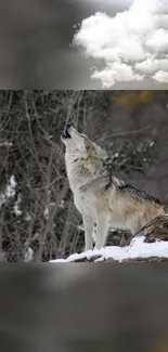 Howling wolf in snowy forest by cloudy sky.