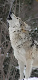 Wolf howling in a winter forest scene, snow-covered and serene.