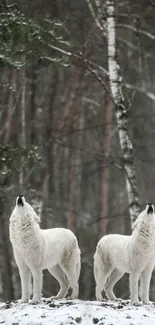 Two white wolves howling in a snowy forest scene.