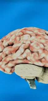 3D model of a human brain on a vibrant blue background.