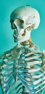 Detailed skeleton on a teal background, perfect for anatomy lovers.