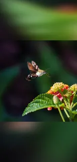 A hummingbird hovers near colorful flowers with greenery in the background.