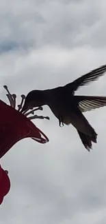 Silhouette of a hummingbird feeding at a flower against a cloudy sky.