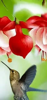 Hummingbird hovering near vibrant red flowers on a lush green background.