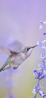 Hummingbird feeding on lavender flowers in soft light.