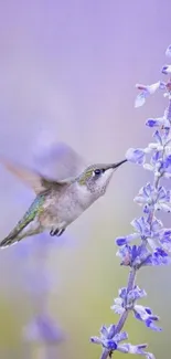 Hummingbird with lavender flowers mobile wallpaper.