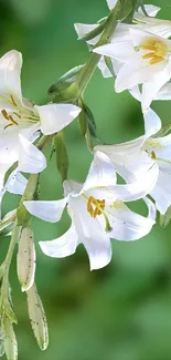 Hummingbird near white lilies on a green background