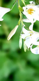 Colorful hummingbird with white lilies set against green background.