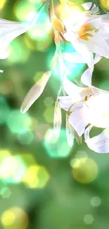 Hummingbird hovering by white lilies on green background.