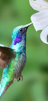 Vibrant hummingbird hovering near white lilies in green natural setting.