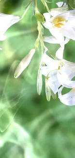 Hummingbird feeding on white lilies with vibrant green background.