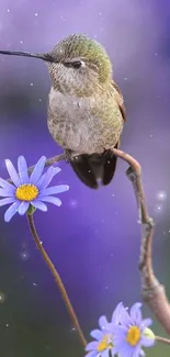 A close-up of a hummingbird on a branch with purple flowers.