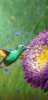 Hummingbird drinking from a purple flower with a green garden in the background.