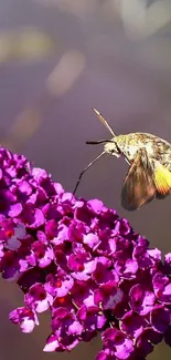 Hummingbird hovering over vibrant purple flowers.