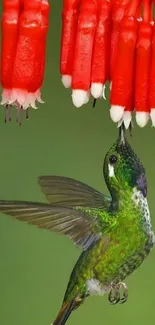 Hummingbird drinks nectar from bright red flowers.