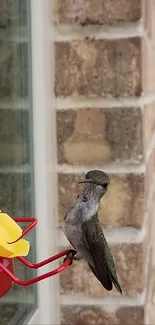 Hummingbird perched on a red and yellow feeder near a brick wall.