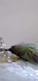 Hummingbird feeding at a water fountain.