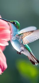 Hummingbird hovers near vibrant flower.