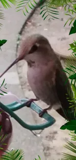 Hummingbird perched with green leafy border.