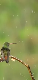 Hummingbird perched on a branch with raindrops, set against a lush green background.