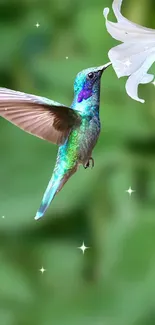 Colorful hummingbird near white flowers on green background.