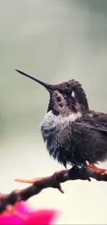 Hummingbird perched on a branch with a blurred background in nature scene.