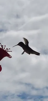 Hummingbird flying near a red flower with a cloudy sky background.