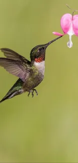 Hummingbird sipping nectar from a pink flower on a green background.