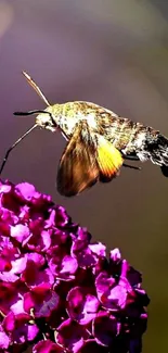 Mobile wallpaper of a hummingbird near vibrant pink flowers, showcasing natural beauty.