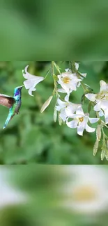 Hummingbird hovering near white flowers on a lush green background.