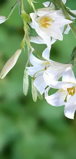 Hummingbird sipping nectar from elegant white lilies in lush greenery.