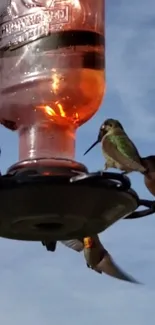 Hummingbirds feeding at a bright orange feeder against a soft blue sky.